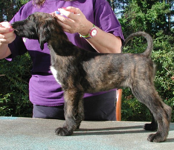 BlkMskRed BrindleGirl8wks.jpg - 114.82 K